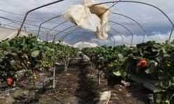 Hortum seraları yerle bir etti