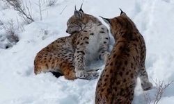 İki vaşak görüntülendi