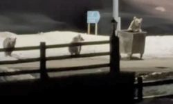 Kars'ta anne ayı ve yavrularının çöp konteynırı mesaisi kamerada