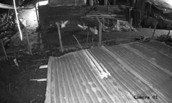 Kümese giren kurt, kazı alıp kaçtı