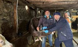 Şap hastalığına karşı yoğun mesai