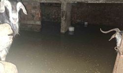 Sel ahırı bastı, 12 adet keçi ekipler tarafından kurtarıldı