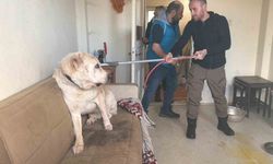 Sınır dışı edilen Rus kadının evinde 4 gündür aç olan 12 hayvan kurtarıldı