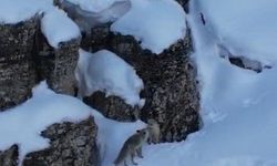 Tilkiler kar üstünde yiyecek ararken görüntülendi