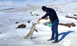 Tilkiye  şefkat eli