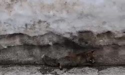 Uludağ'da tilkiye çarpan otomobil sürücüsü yaralı halde bırakıp kaçtı