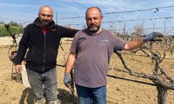 Yağışa teslim olan bağlar ayağa kalktı