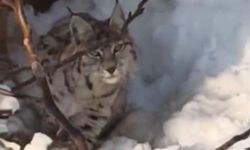 Yüksekova'da yerleşim alanına inen vaşak görüntülendi