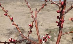 Iğdır’da Baharın Müjdesi Erken Geldi: Ağaçlar Tomurcuklandı