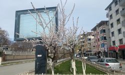 Iğdır’da baharın habercisi olan kayısı diyarın'da ağaçlar çiçek açtı