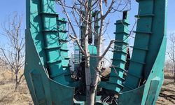 15 Yıllık Napolyon Kiraz Ağaçları Kesilmekten Kurtarıldı