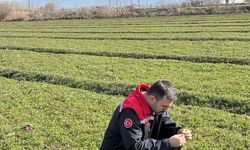 Yonca Tarlalarında “Tırtır” Alarmı: Mücadele Başladı