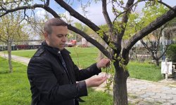 Iğdır’da Zirai Don Kayısıya Zarar Verdi: Üreticiler nöbette