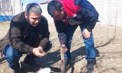 IĞDIR’DA DÜŞÜK VERİMLİ AĞAÇLAR AŞILAMA İLE YENİDEN KAZANDIRILIYOR