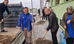 Pir Sultan Mahallesi’ne Çınar Fidanları Dikildi