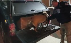 165 Bin hap ele geçirildi