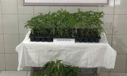 174 kök kenevir ele geçirildi