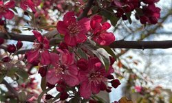 Ağaçlar 'kırmızıya' büründü