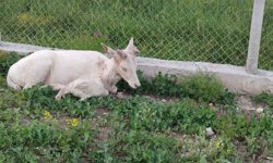Beyaz alageyik evin bahçesine indi