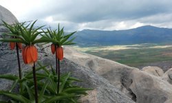 Bu çiçekleri koparmanın cezası 700 bin lirayı buluyor