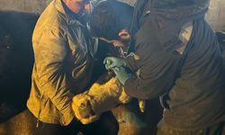 Büyükbaş hayvanlara aşılama çalışması sürüyor