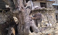 Ceviz ağacı ahırın üzerine devrildi