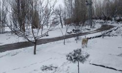 Iğdır'da nisan sürprizi: Yüksek kesimlerde kar, merkezde yağmur etkili