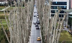İstanbul'un tarihi çınarlarına budama, tartışma başlattı
