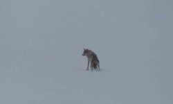 Kars'ta karla kaplı arazide yalnız kurt: Kamerayı fark edince gözden kayboldu