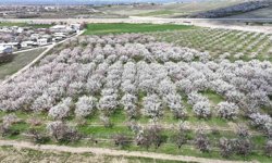 Kayısıda iklim endişesi devam ediyor