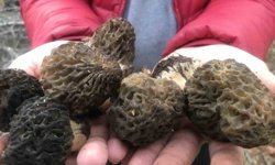 Kilosu bin 500 liradan satılıyor