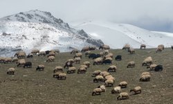Küçükbaş hayvanlar meraya çıktı