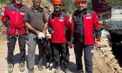 Mahsur kalan 2 keçi, 100 metrelik sarp araziden kurtarıldı