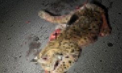 Otomobilin çarptığı koruma altındaki vaşak telef oldu