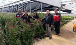 Seralarda domatese alternatif kesme çiçek üretimi