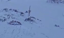 Sürüye saldıran kurt kangal köpeği tarafından engellendi