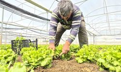 Tarlada  15 TL Tezgahlarda 100 TL'ye satılıyor