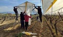 Üzümün başkentinde bağlar tüllerle kaplanıyor