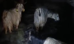 Ahırları su bastı: Mahsur kalan hayvanlar kurtarıldı