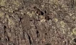 Ayı ve yavrusu görüntülendi