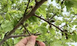 Kayısı Ağaçlarında Don Felaketi: Kayıp Yüzde 80’e Ulaştı