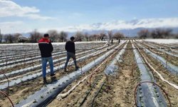 Biber fideleri toprakla buluştu