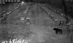 Bursa'da arı kovanlarına ayı saldırısı