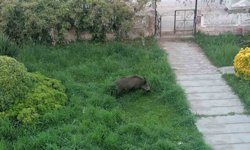 Çamlık'ı yaban domuzları bastı