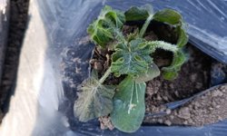 Iğdır’da Tarım Alarmı: “Don” Tüm Ürünleri Vurdu, Çiftçi Çaresiz!