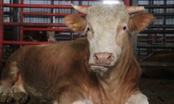 Dev tosun, 950 bin liraya vitrine çıktı