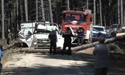 İnanılmaz olay...Kesilen ağaç seyir halindeki kamyonetin üzerine devrildi: 1 ölü