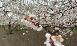 Kars'ta kayısı bahçeleri beyaza büründü: Bereketli sezon umudu