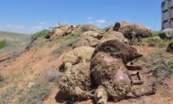 Küçükbaş hayvan yüklü tır devrildi: 2 kişi yaralandı, 80 koyun telef oldu