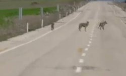 Kurt sürüsü cep telefonu kamerasına yansıdı